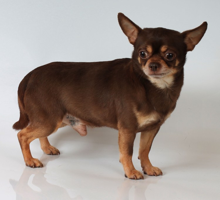 Чихуахуа Брауни