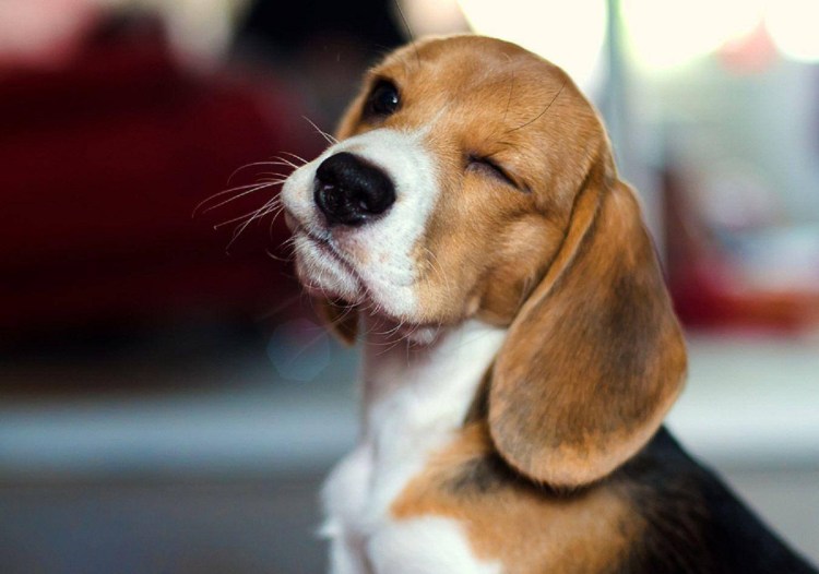 Порода Бигль