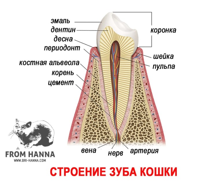 Строение челюсти и зубов у собак