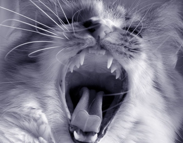 Кот с открытой пастью