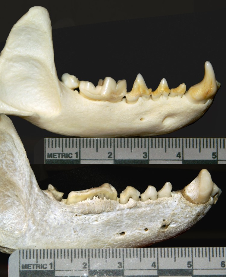 Возраст кошки по зубам