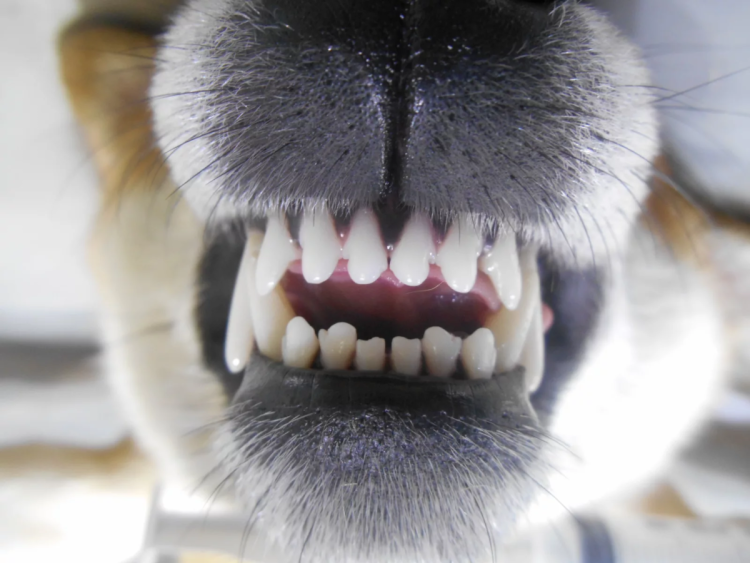 Воспаление десен у кошек