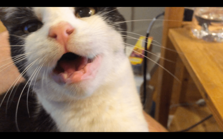 Рыжий кот орет