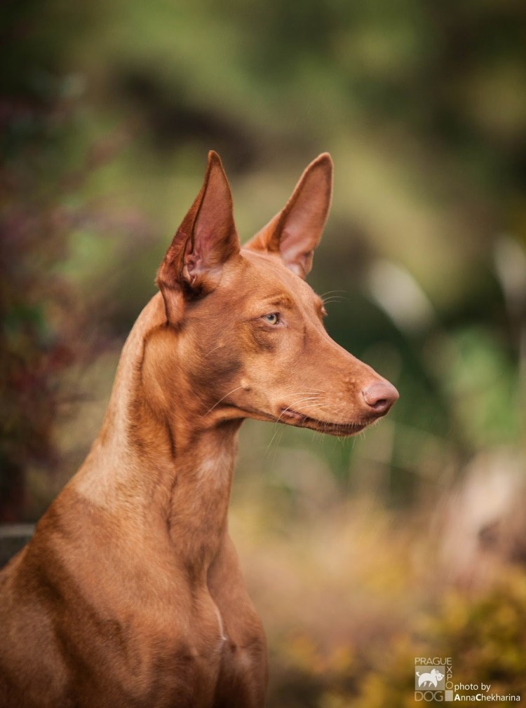 Египетский терьер