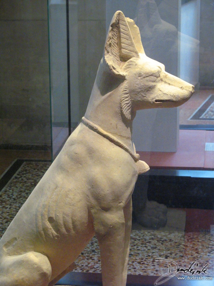 Порода собак Египетский Мао