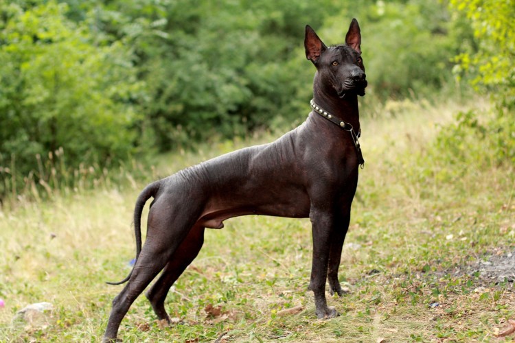 Ксолоитцкуинтли Данте