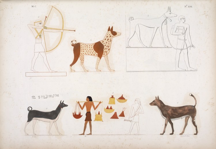 Ксолоитцкуинтли Анубис Египет