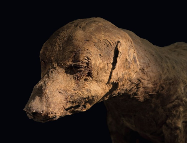 Порода собак Фараонова собака