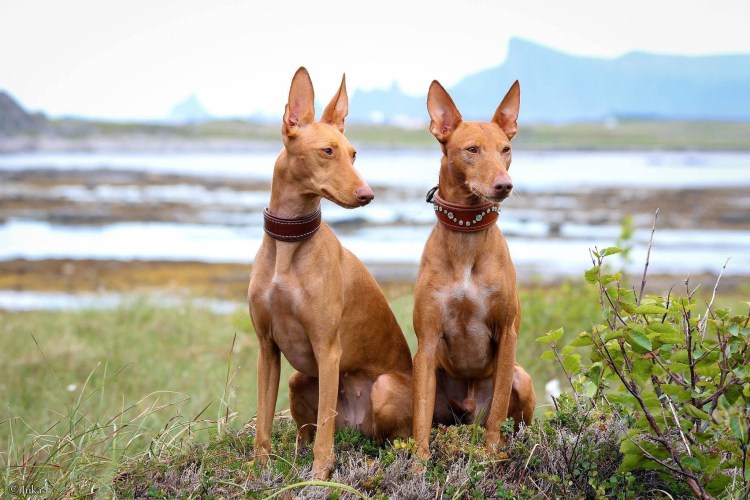 Порода собак Египетский фараон
