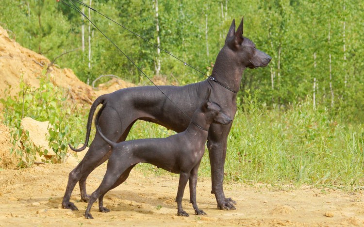 Порода собак Египетский фараон