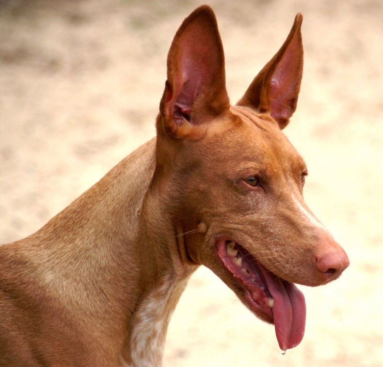 Собака Анубис ксолоитцкуинтли