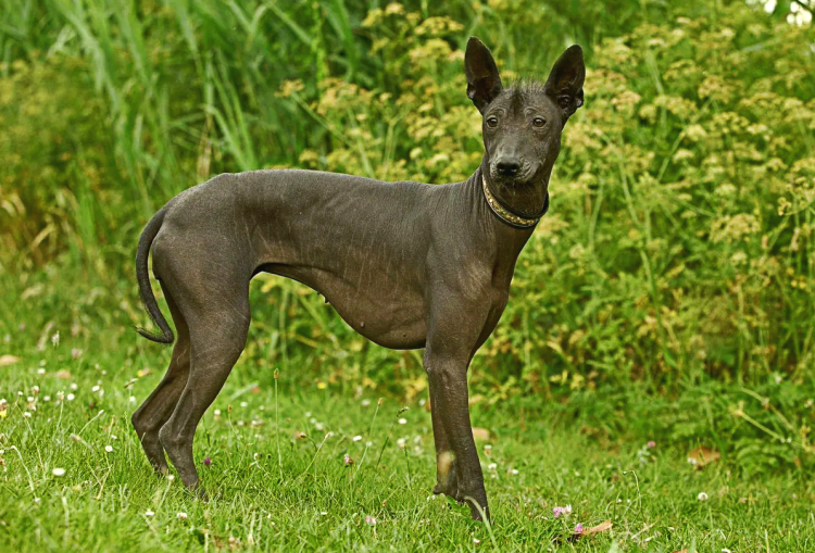 Порода собак Анубис