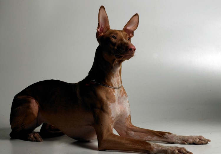 Фараонова собака черная