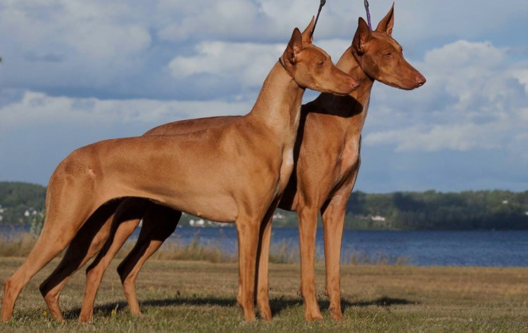 Собака египетских фараонов