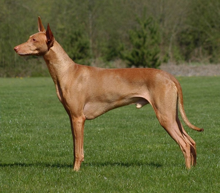 Порода собак Фараонова собака