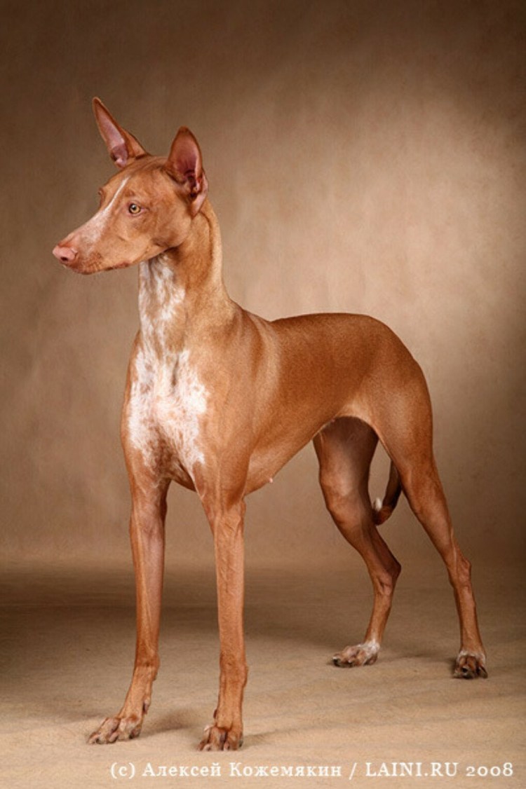 Ксоло Анубис