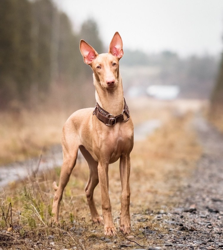 Фараонова собака