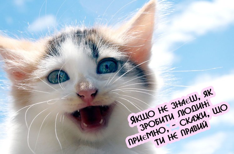 Улыбка кота