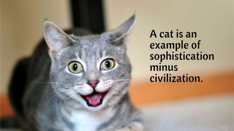 Кошка улыбака