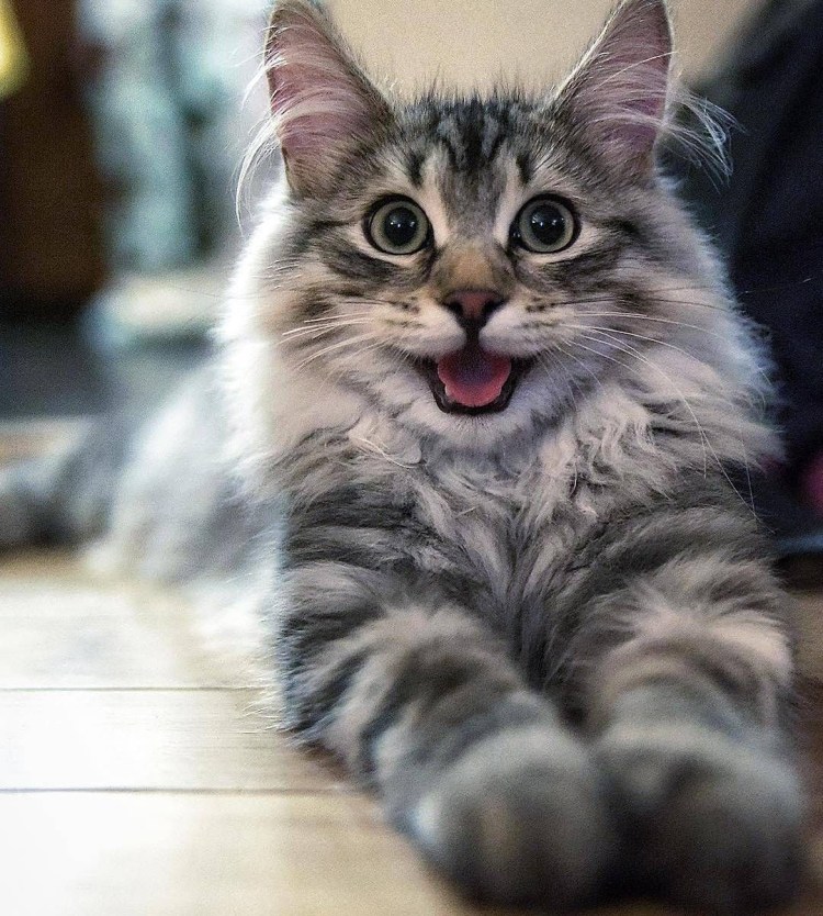 Котик улыбается