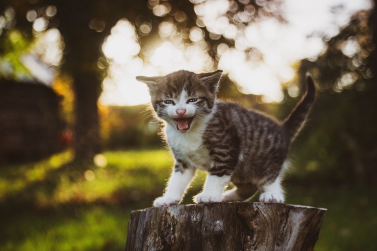 Котенок мяучит