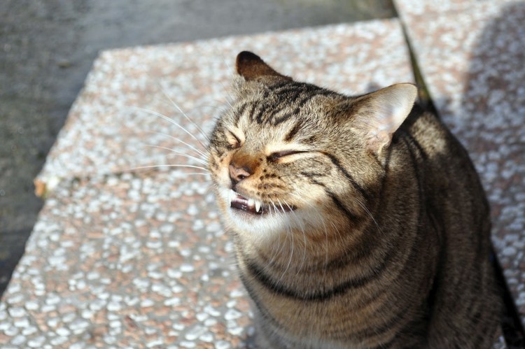 Котик улыбается