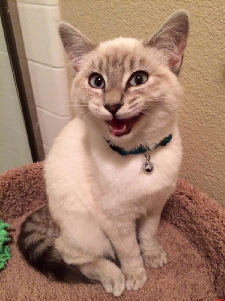 Кот улыбается