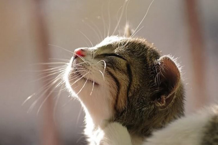 Счастливый кот