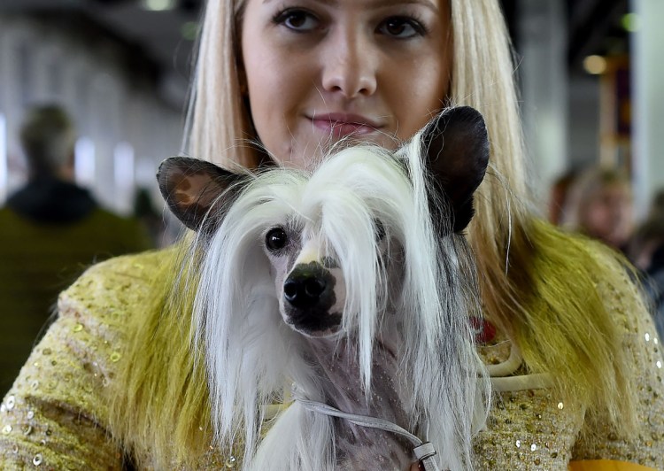 Тьерри Понселе художник