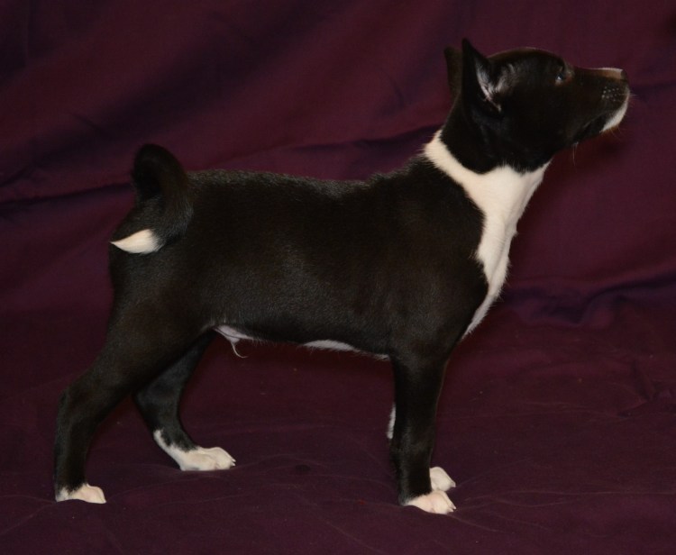 Доберман и черный кот