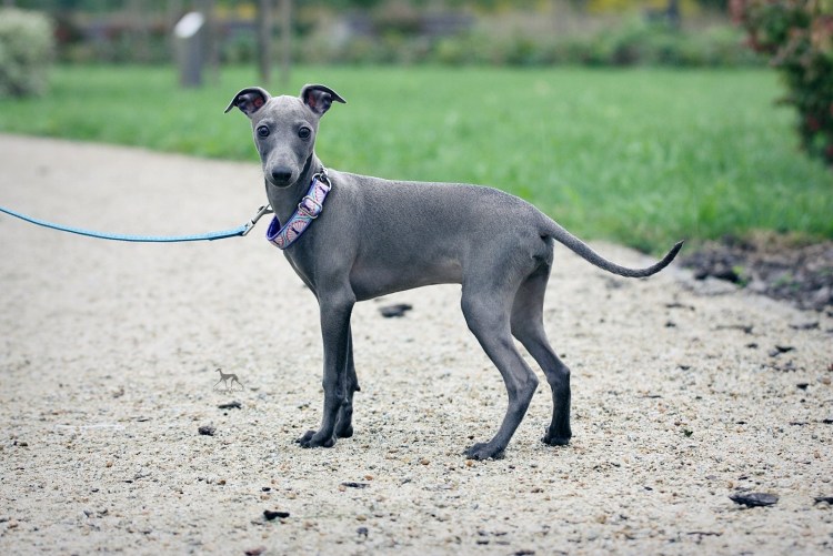 Собака Аристократ