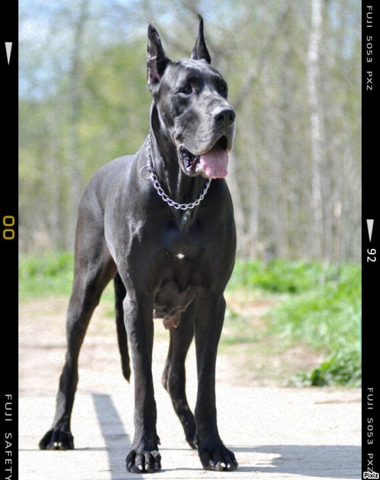 Порода собак русская борзая