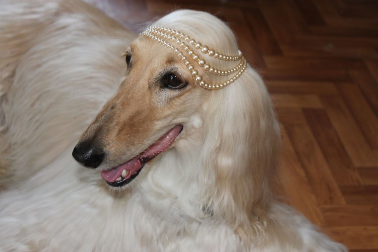 Салюки Грейхаунд Челлини