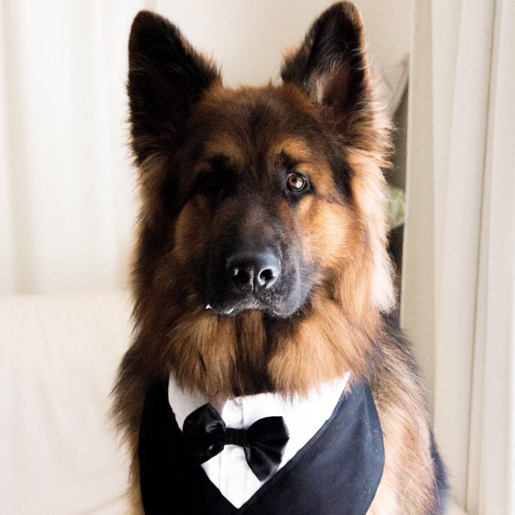 Собака Аристократ