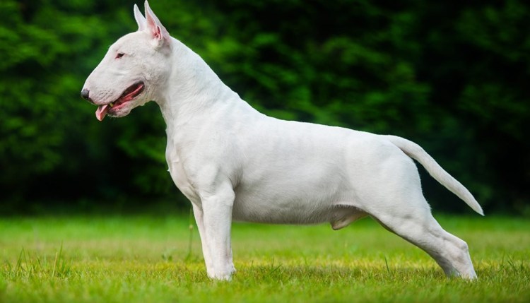 Собака Слюги, арабская борзая