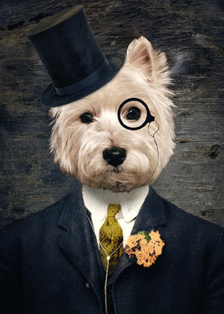 Чарльз спаниель Аристократы