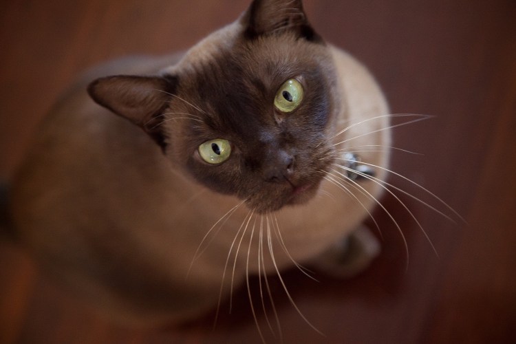 Бурманская короткошерстная кошка