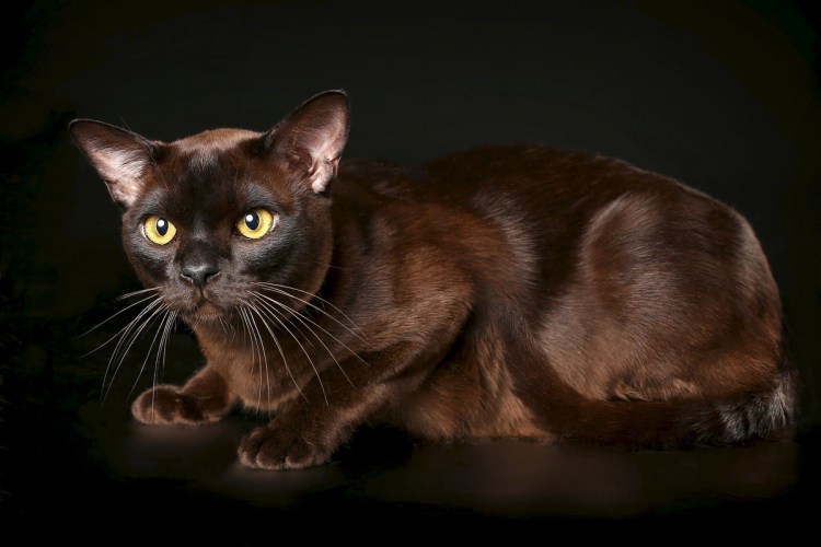 Бурманская кошка