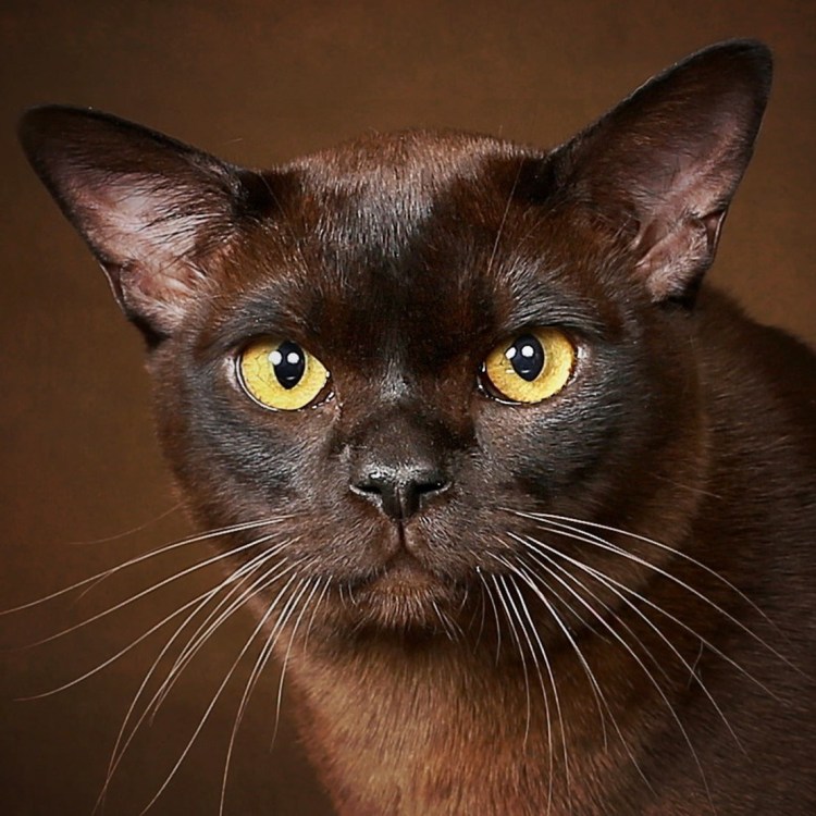 Европейская Бурма кошка