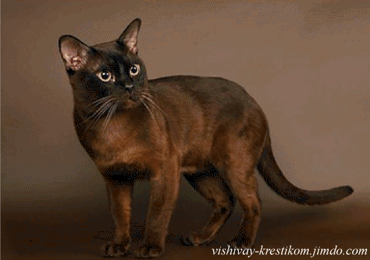 Бирманская кошка