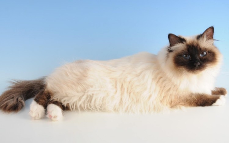 Бурманская кошка