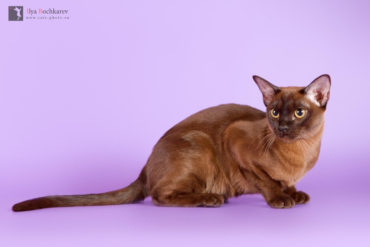 Европейская Бурма