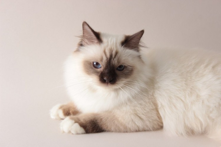 Сиамская Сибирская короткошерстная