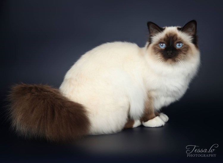 Бирманский Рэгдолл