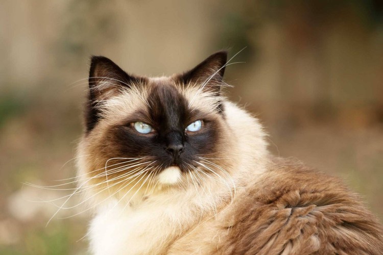 Балинезийская Рэгдолл