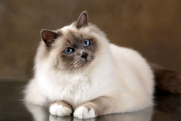 Священная Бирма Лилак Пойнт