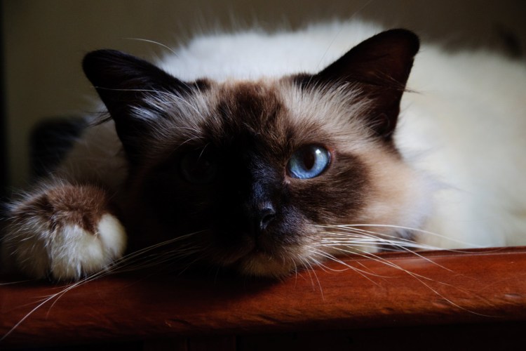 Злая бирманская кошка