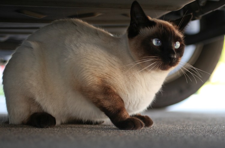 Балинезийская Рэгдолл