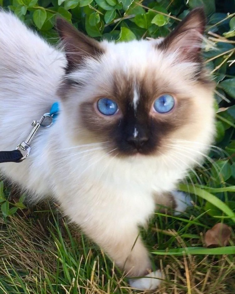 Сиамский Рэгдолл