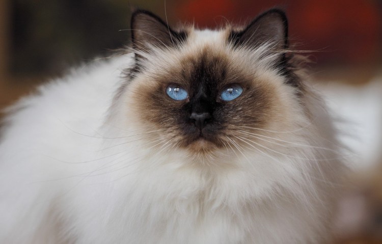 Невская гималайская Сиамская кошка